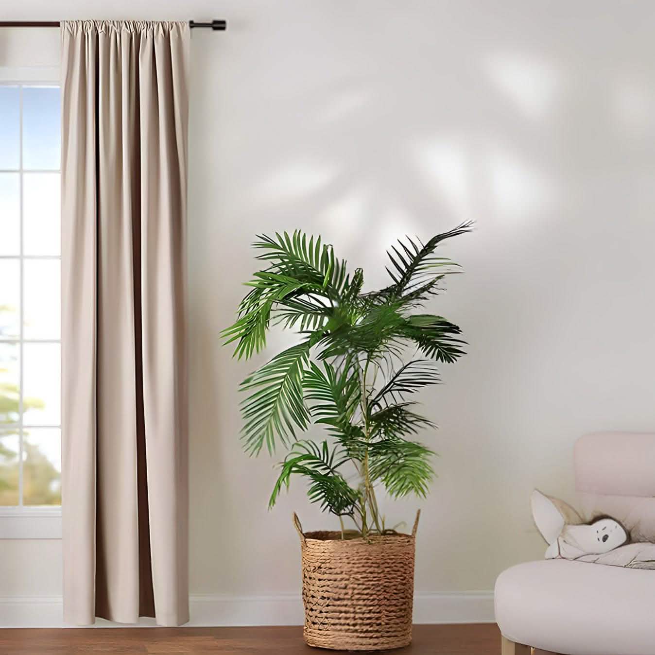 ستارة لون بيج 132*214 سم - CART65 Cartela